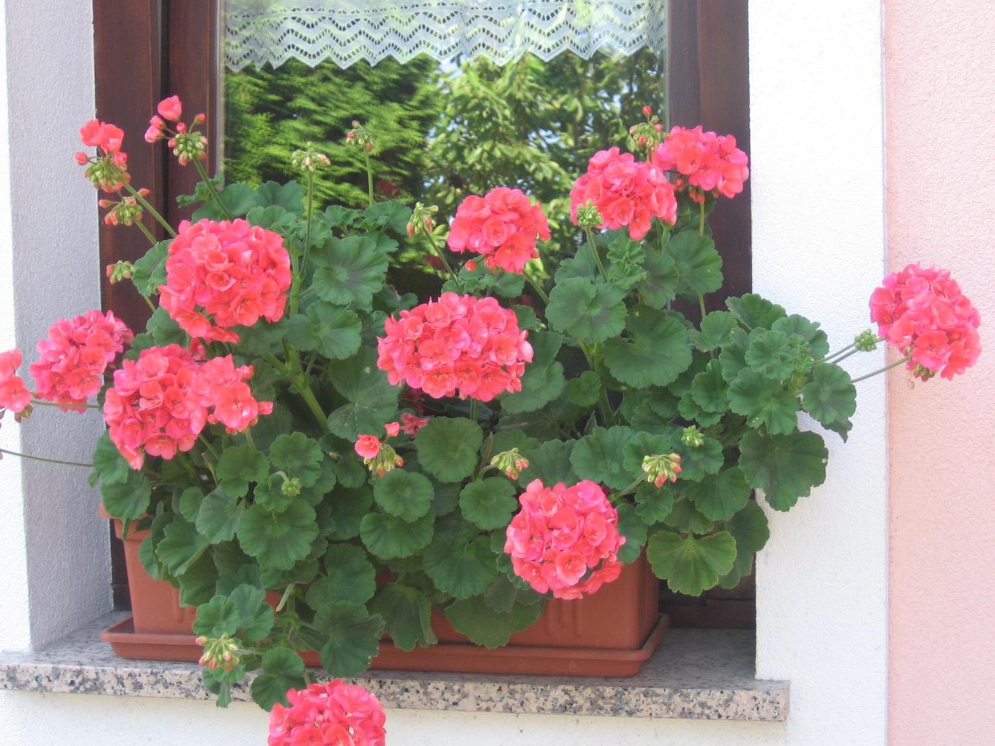 Tourist Farm Pri Martinovih Villa Krška Vas Dış mekan fotoğraf