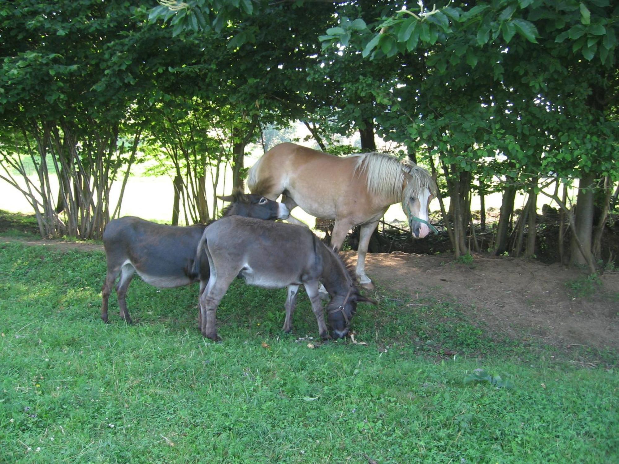 Tourist Farm Pri Martinovih Villa Krška Vas Dış mekan fotoğraf